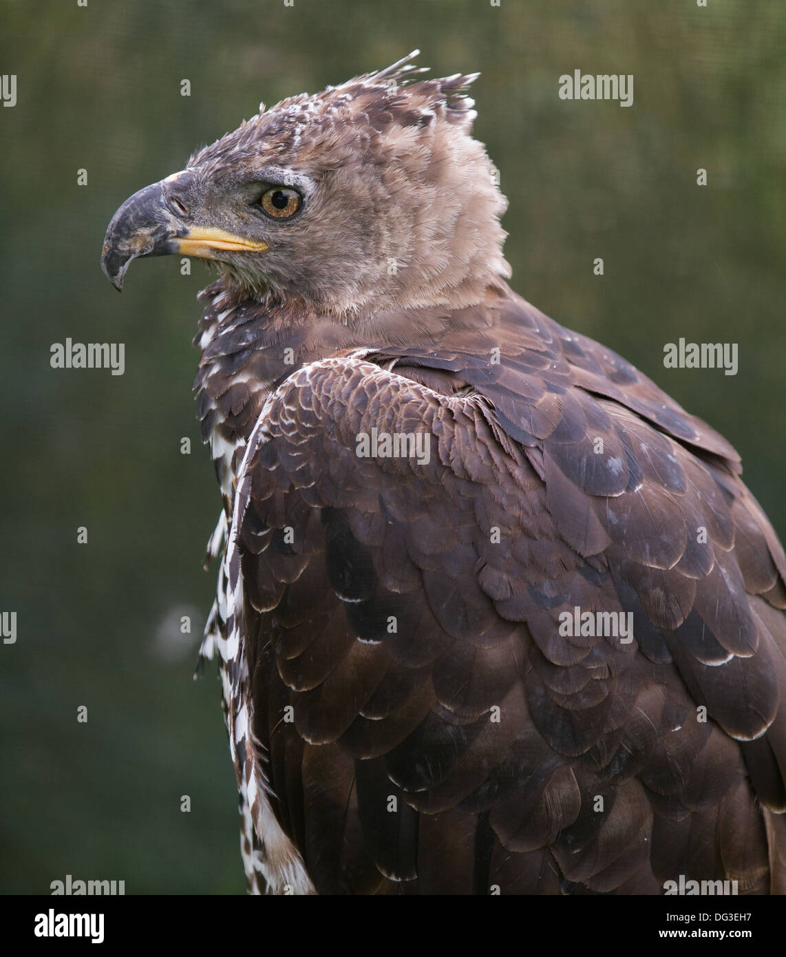 Aigle couronné, Close up de la tête et des ailes Banque D'Images