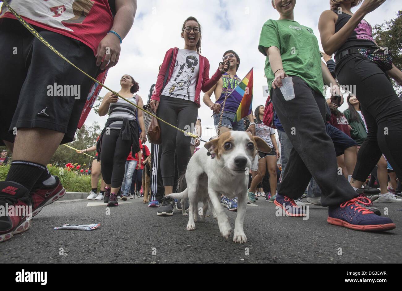 Los Angeles, Californie, USA. 13 Oct, 2013. Un chien se joint à des milliers de personnes participent à la 29e marche annuelle contre le SIDA Los Angeles le dimanche, Octobre 13, 2013 à West Hollywood, Californie. Ringo : crédit Chiu/ZUMAPRESS.com/Alamy Live News Banque D'Images