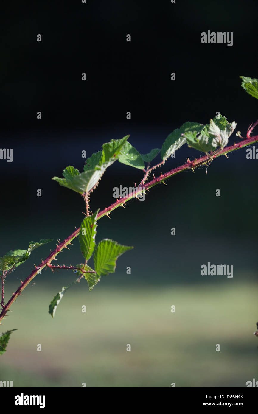 Blackberry, ou de ronce (Rubus fruticosus). Nouvelle croissance vigoureuse, ce qui permet de s'embranchant dehors et l'enracinement , formant nouvelle plante. Banque D'Images