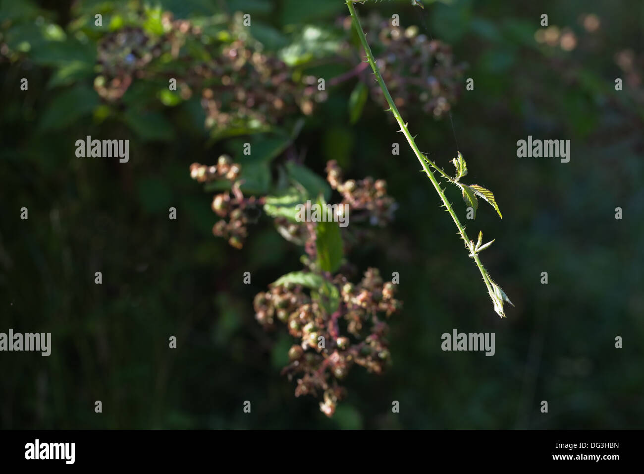 Blackberry, ou de ronce (Rubus fruticosus). Nouvelle croissance vigoureuse, qui permet d'étendre, d'enracinement et de former de nouvelles d'une plante. Banque D'Images
