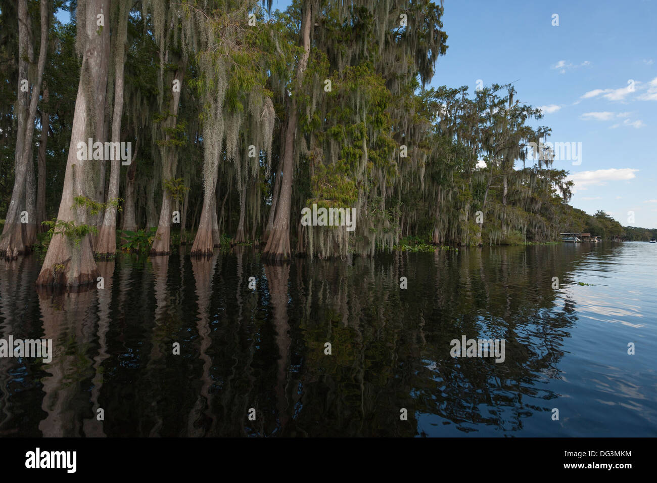 Cyprès et mousse espagnole à bord de l'eau sur la rivière St.Johns dans le centre de la Floride USA Banque D'Images