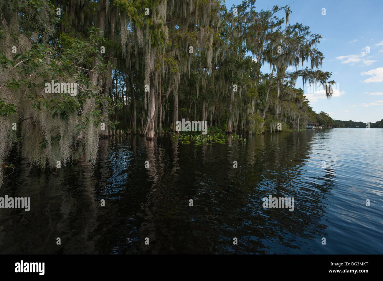 Cyprès et mousse espagnole à bord de l'eau sur la rivière St.Johns dans le centre de la Floride USA Banque D'Images
