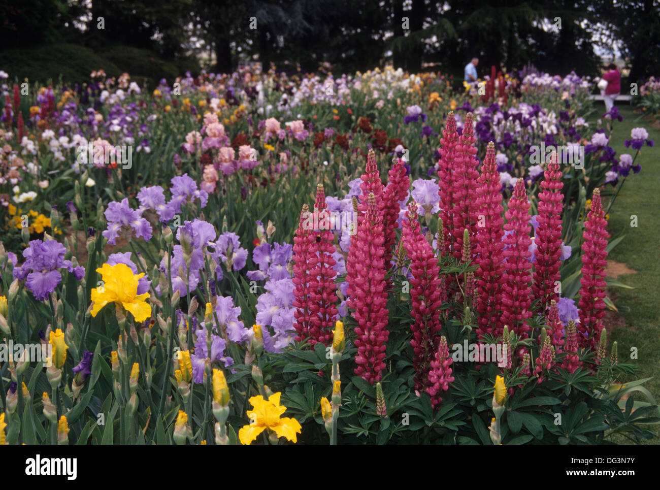 Affichage de l'iris, le jardin de l'Iris Schreiner Gardens, Marion County, Oregon Banque D'Images