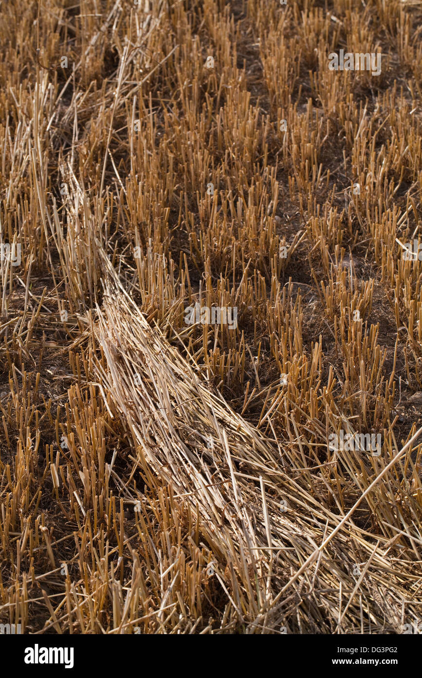 Red Deer (Cervus elaphus), allée régulière par l'entremise de culture céréalière, a révélé après la récolte. Remarque jeter de la paille battue . Banque D'Images