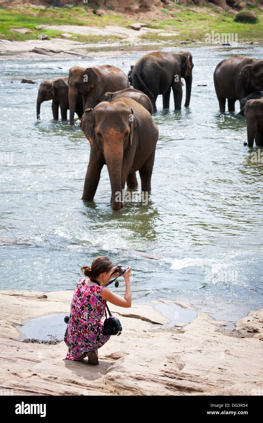 L'observation touristique les éléphants d'Asie se baigner dans la rivière, Pinnawela, Sri Lanka, de l'Océan Indien, l'Asie Banque D'Images