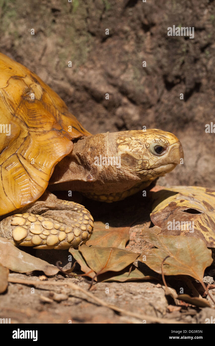 Ou allongé à tête jaune (tortue Indotestudo elongata). Banque D'Images