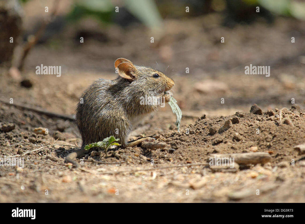 Libre d'une petite souris de manger une feuille de terrain dans le Parc National du Serengeti, Tanzanie Banque D'Images