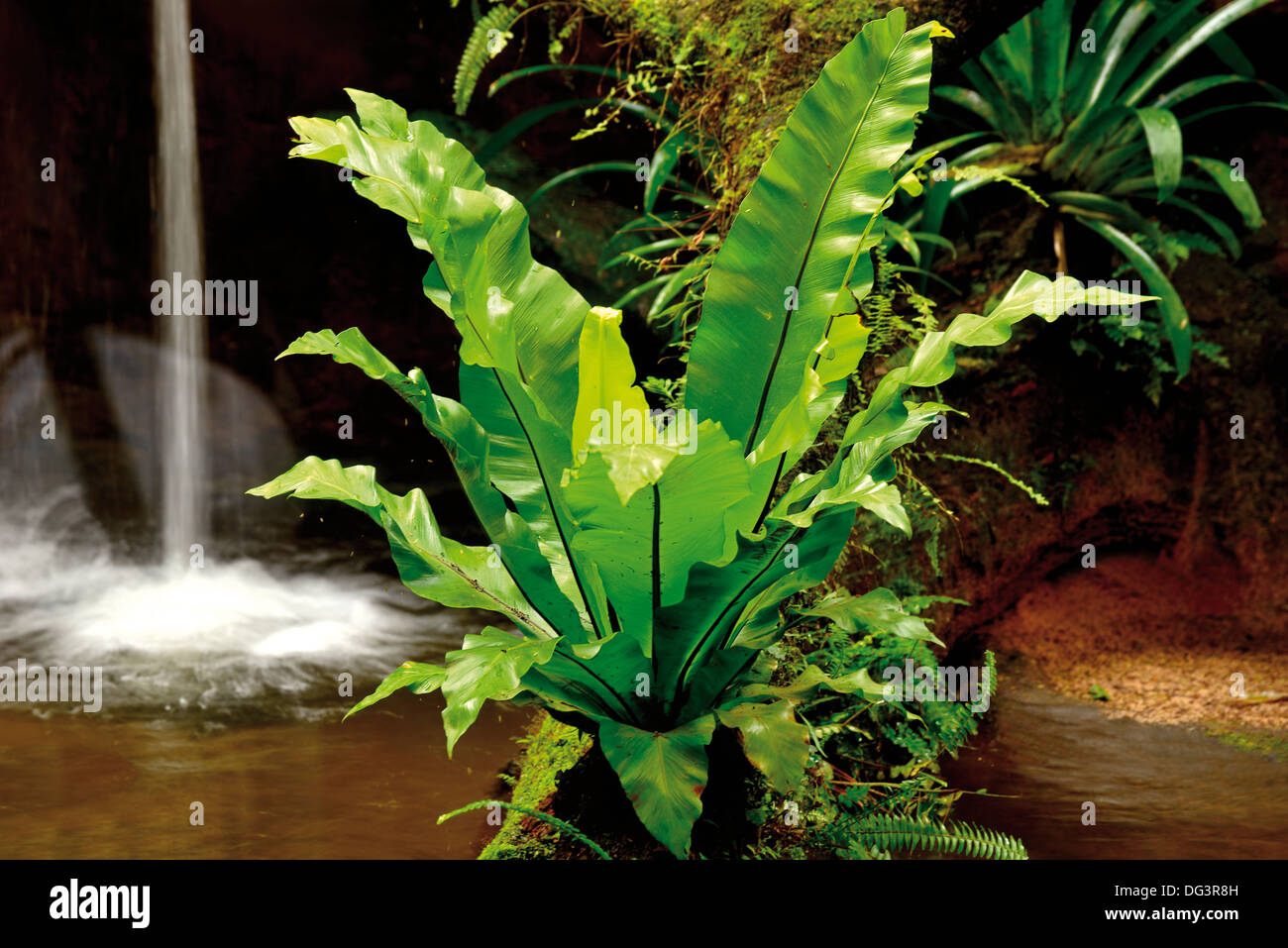 Le Brésil, le Parc National d'Iguaçu : plante tropicale dans le Parque das Aves Banque D'Images