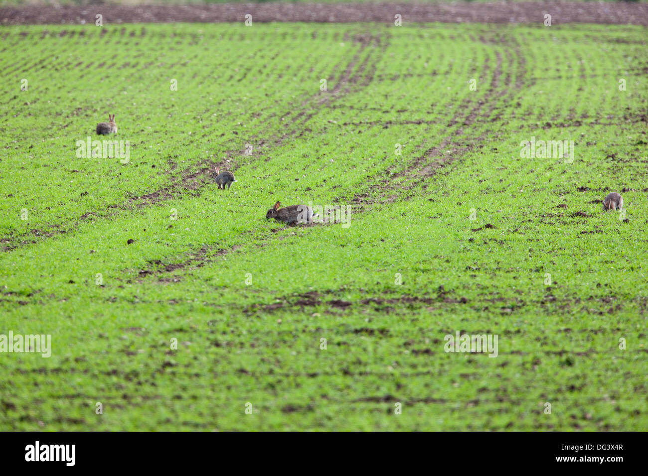 Le Lapin (Oryctolagus cuniculus). Dans l'alimentation ouvert du une céréale pousse dans un champ arable. Mai. Ingham, Norfolk. Banque D'Images