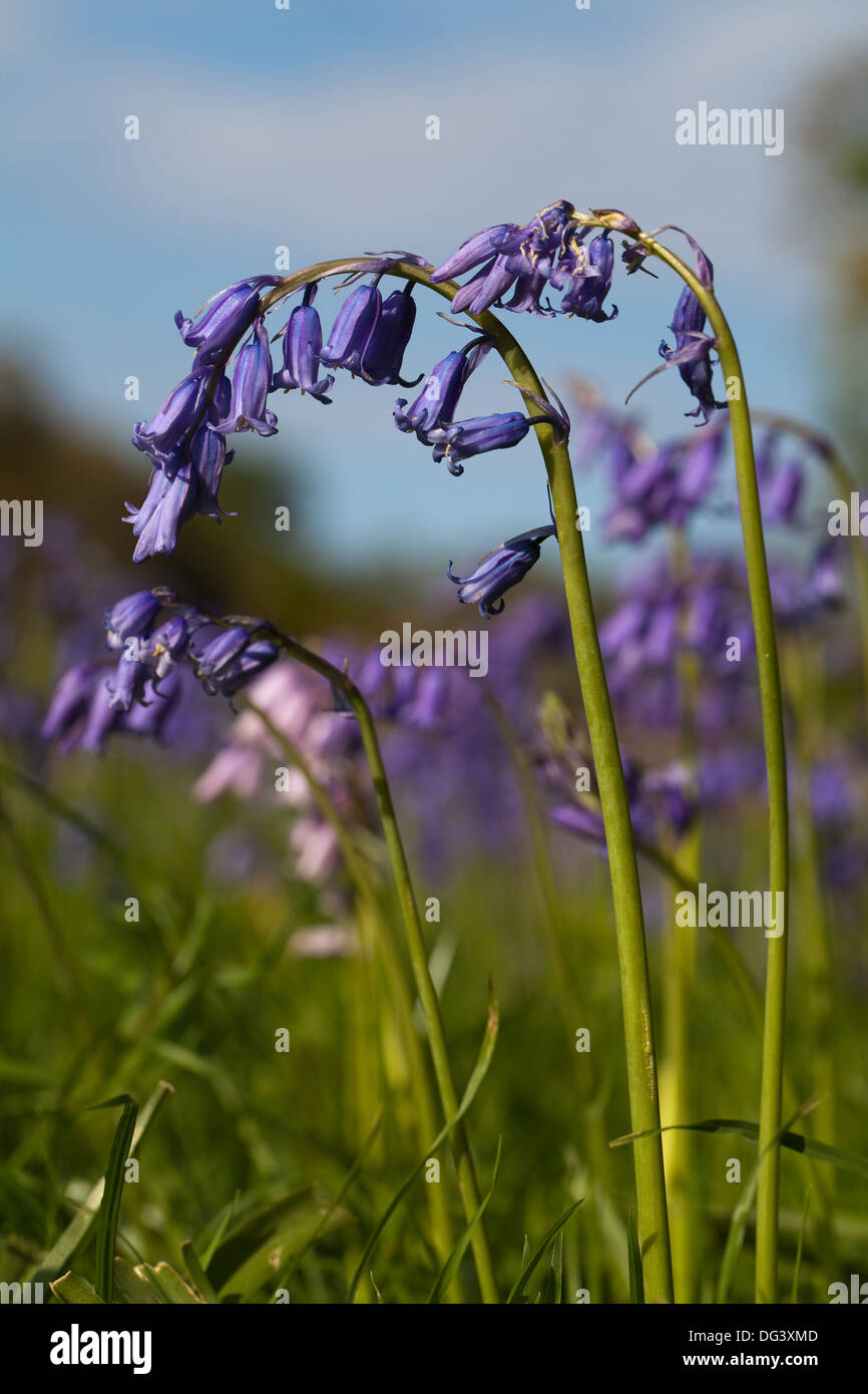 Bluebell Flowers (Hyacinthoides non-scripta). Remarque pollen blanc sur les anthères, pétales recourbés fortement vers le bas d'un côté de racèmes simples. Banque D'Images