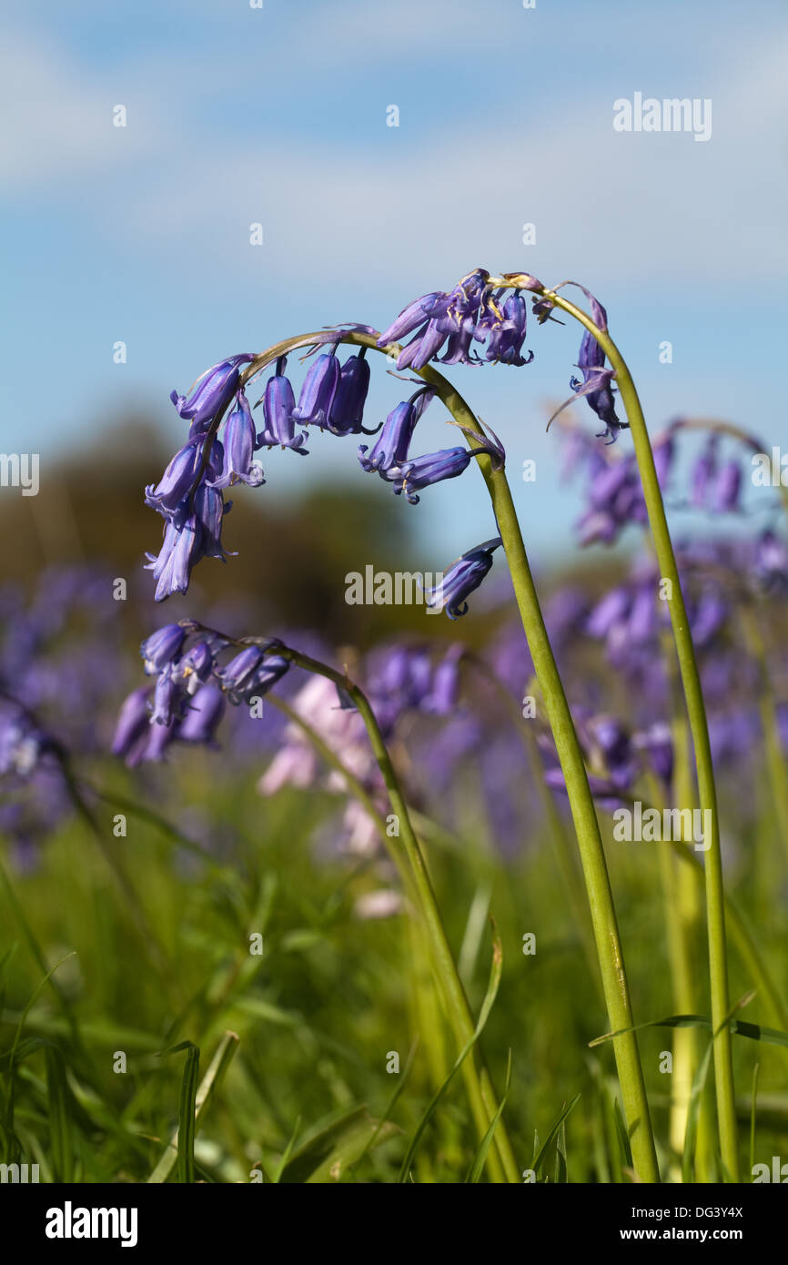 Bluebell Flowers (Hyacinthoides non-scripta). Remarque pollen blanc sur les anthères, pétales recourbés fortement vers le bas d'un côté de racèmes simples. Banque D'Images