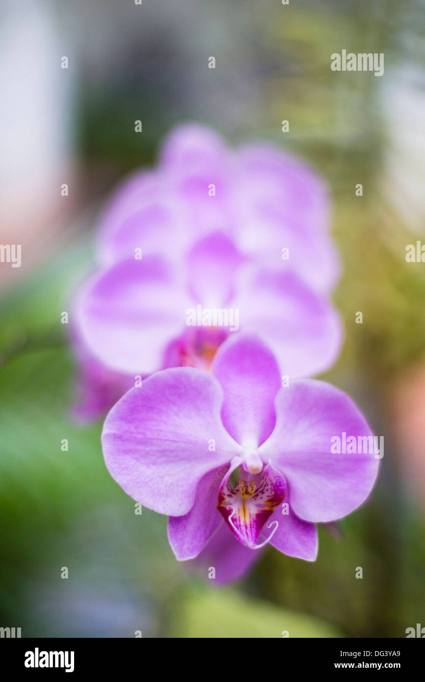 Orchidées dans l'Orchid House, Kandy Royal Botanical Gardens, Peradeniya, Kandy, Sri Lanka, Asie Banque D'Images