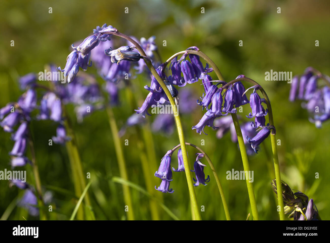 Bluebell Flowers (Hyacinthoides non-scripta). Remarque pollen blanc sur les anthères, pétales recourbés fortement vers le bas d'un côté de racèmes simples. Banque D'Images