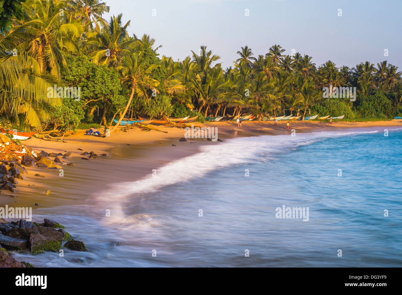Palmiers sur la plage de Mirissa, Côte Sud, Province du Sud, Sri Lanka, Asie Banque D'Images