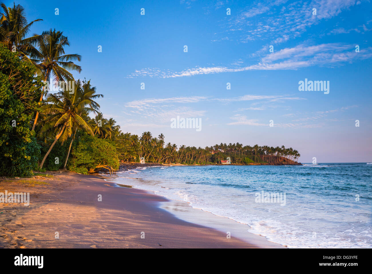 Palmiers, Mirissa Beach, Côte Sud, Province du Sud, Sri Lanka, Asie Banque D'Images