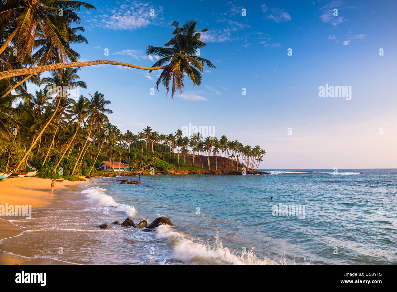 Palmier sur la plage de Mirissa, Côte Sud, Province du Sud, Sri Lanka, Asie Banque D'Images