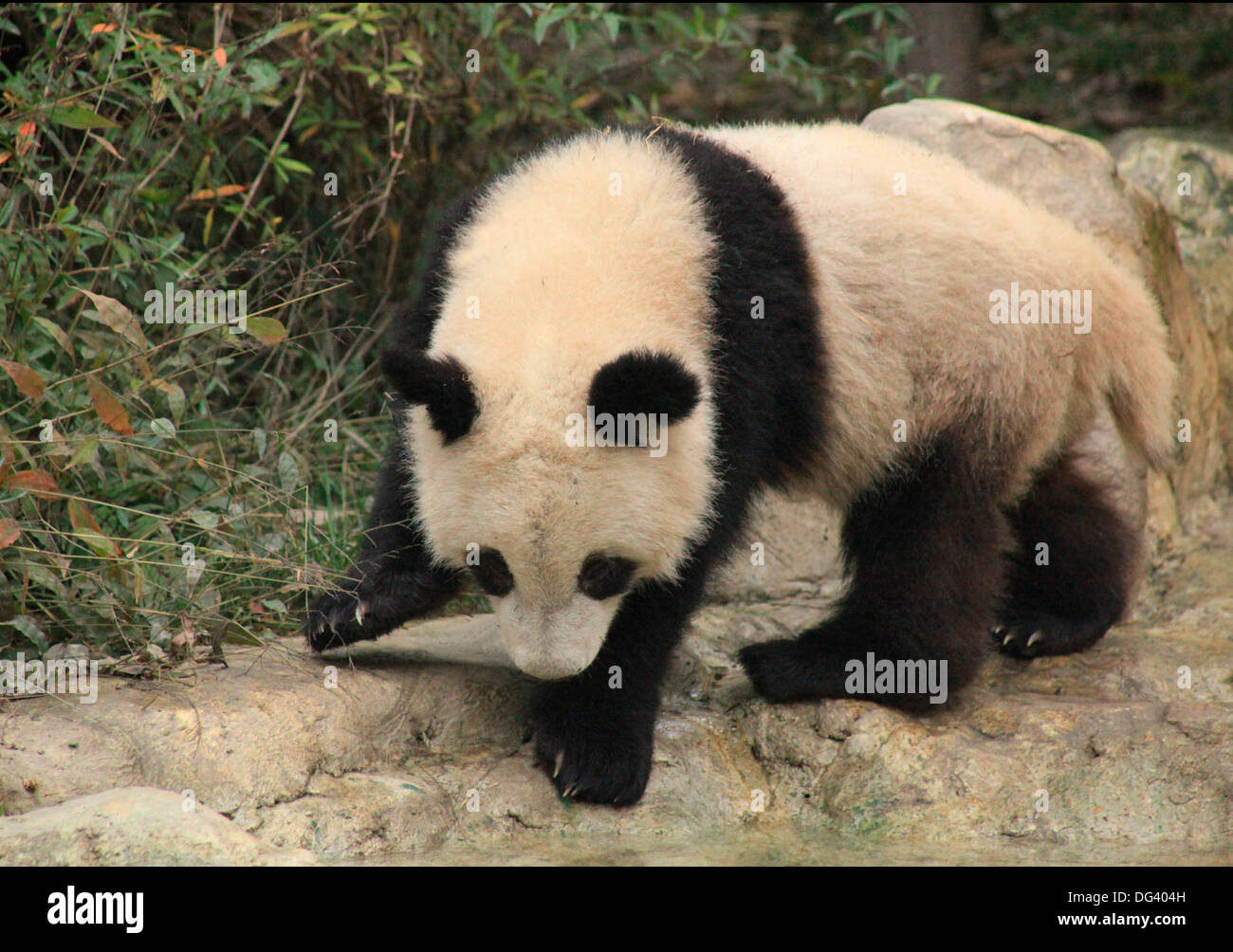 Panda géant Pandas de Chengdu, Sichuan, Chine, Asie, Banque D'Images