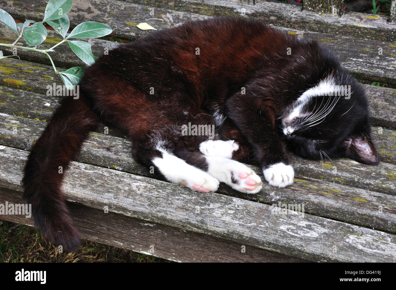 Un chat noir sur un banc en bois, UK Banque D'Images