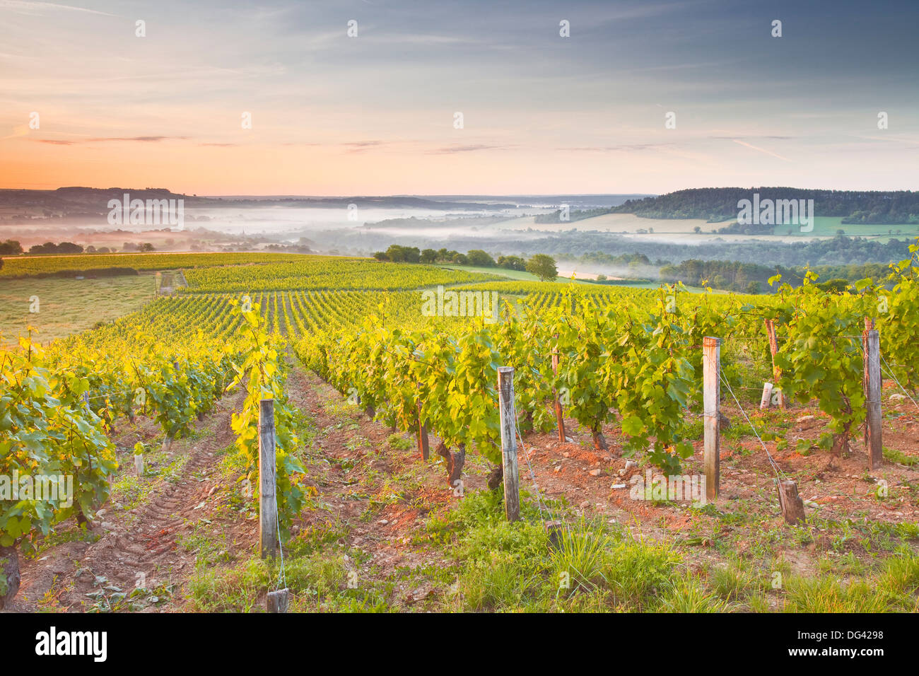 Vignobles près de Vezelay lors d'une aube brumeuse, Bourgogne, France, Europe Banque D'Images