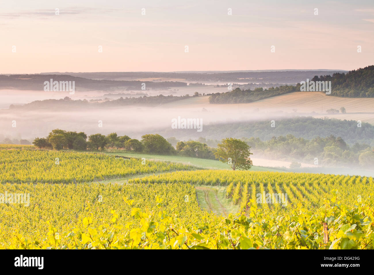 Vignobles près de Vezelay lors d'une aube brumeuse, Bourgogne, France, Europe Banque D'Images