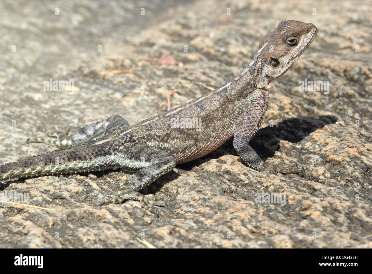 Une femme Rock à tête rouge (Agama Agama agama) dans le Parc National du Serengeti, Tanzanie Banque D'Images