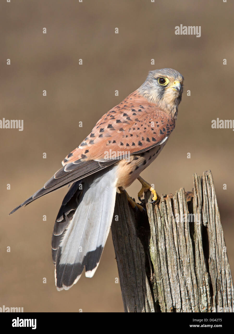 Kestrel mâle sur piquet Banque D'Images