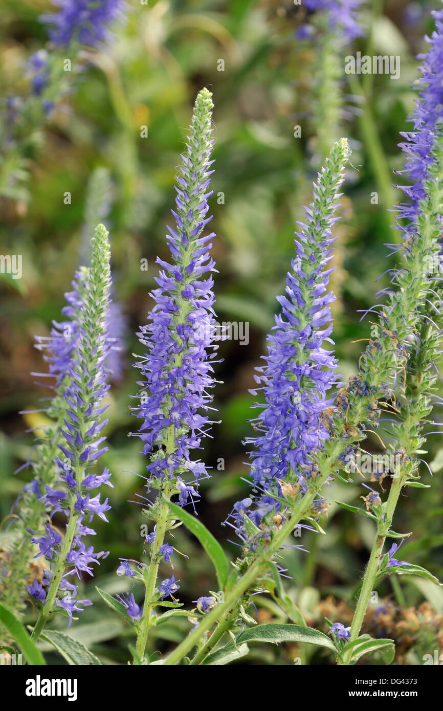 Spiked Speedwell fleurs - Veronica spicata hybrida Banque D'Images