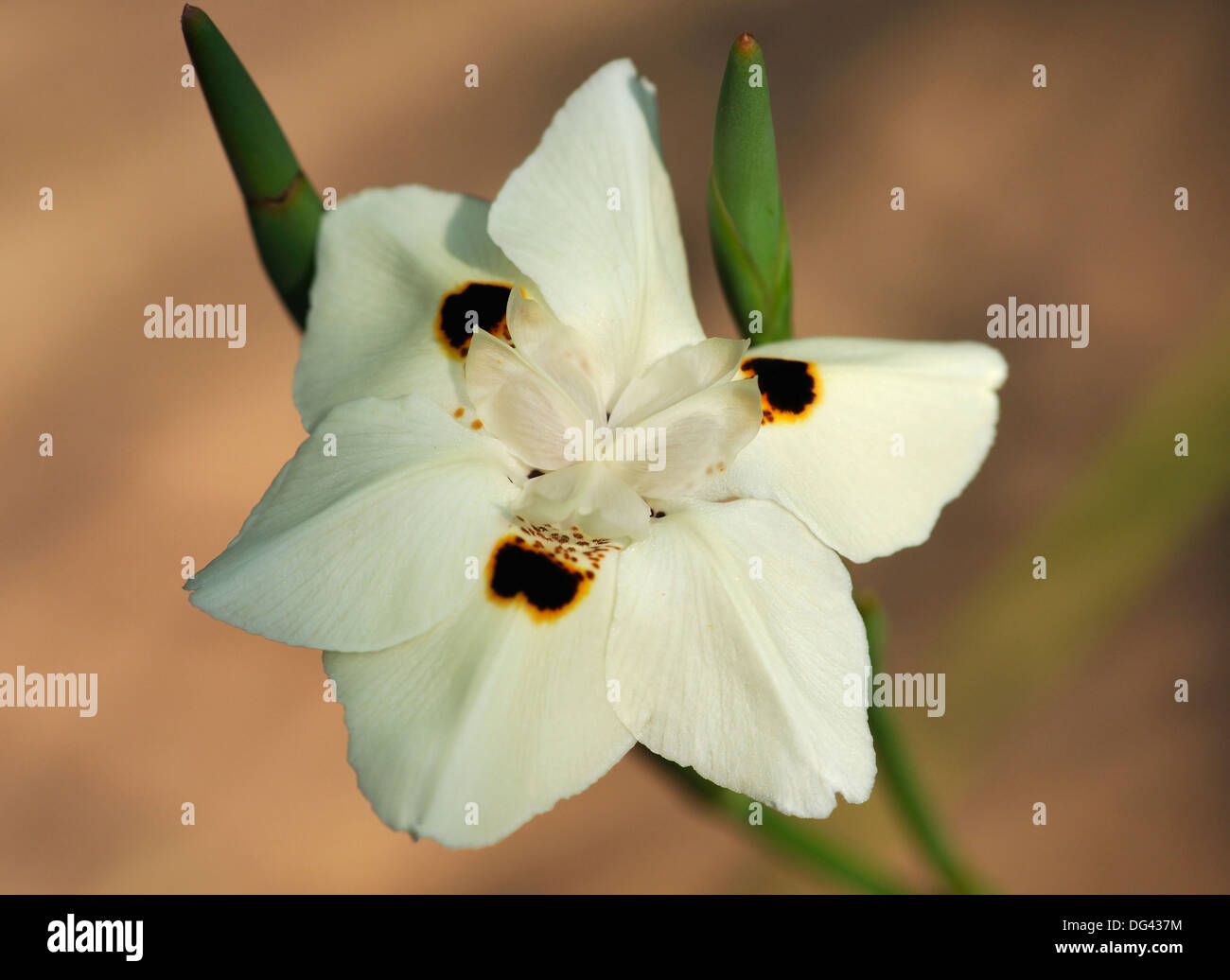 Iris d'Afrique ou d'Afrique du Sud 15 jours Lily - Dietes bicolor Banque D'Images