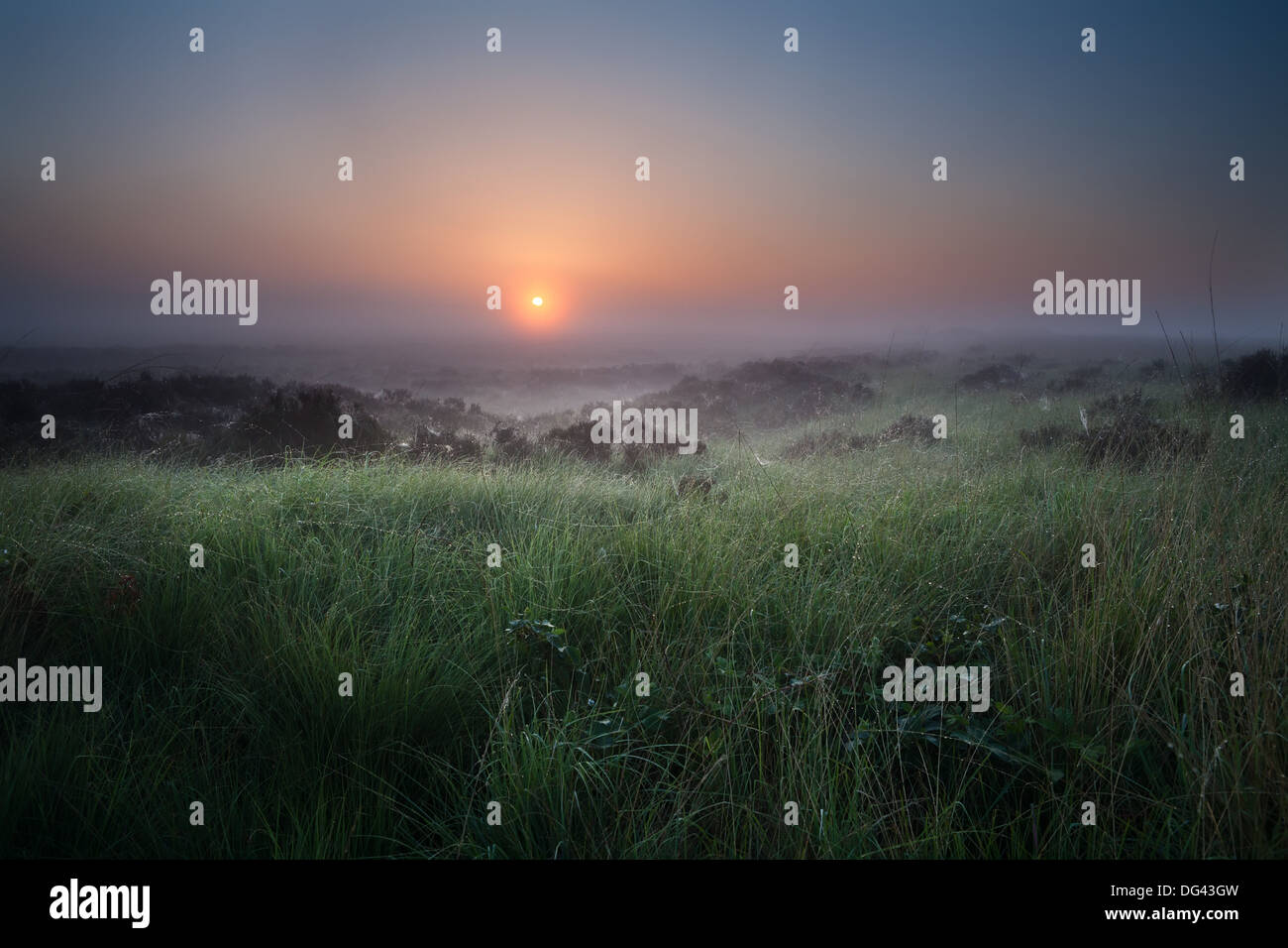 Lever de soleil sur calme misty swamp avec Heather fleurs Banque D'Images