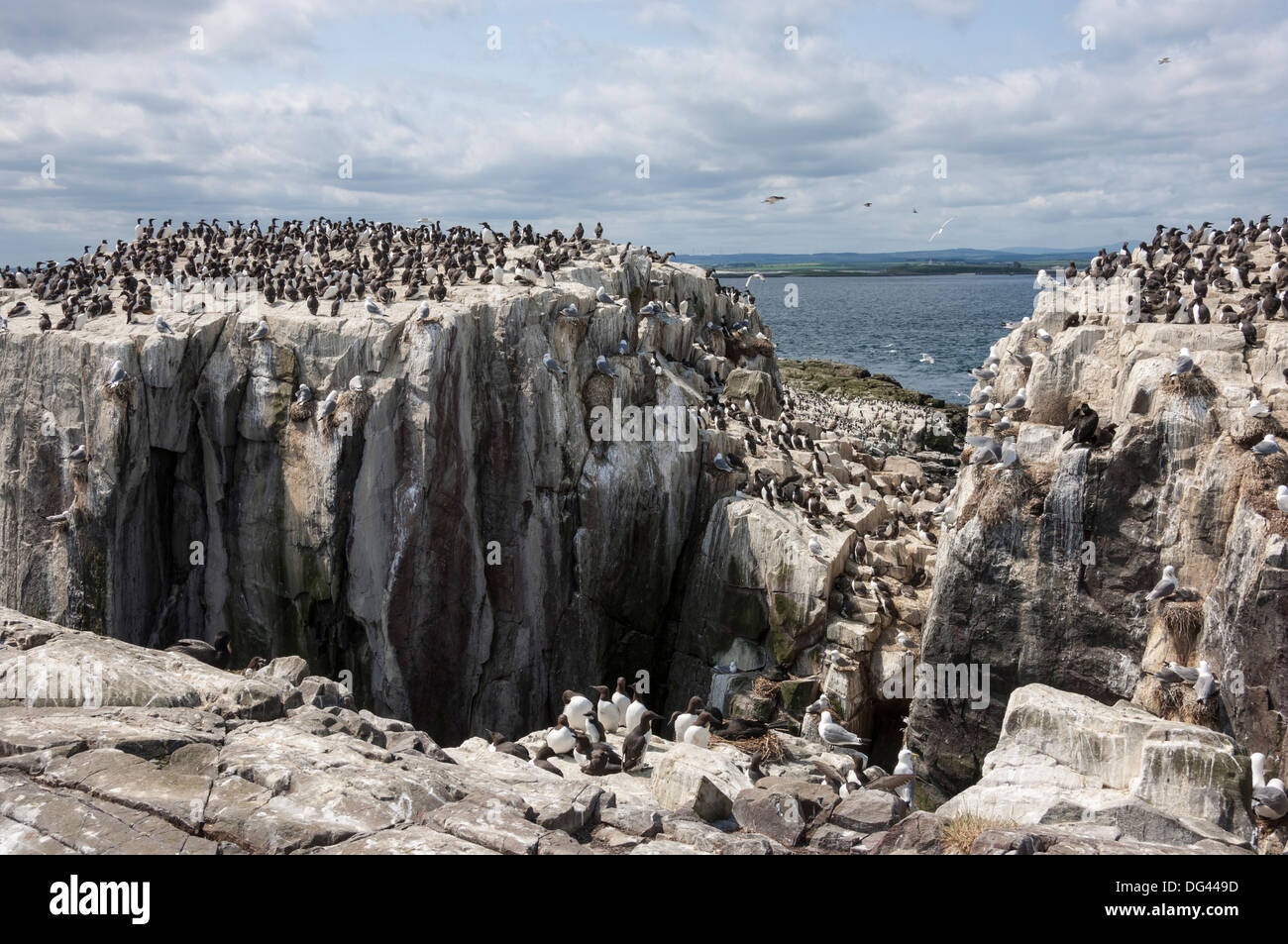 Les guillemots, les mouettes et les cormorans mouchetés sur les falaises de l'île d'agrafage, Iles Farne, Northumberland, Angleterre, Royaume-Uni, Europe Banque D'Images