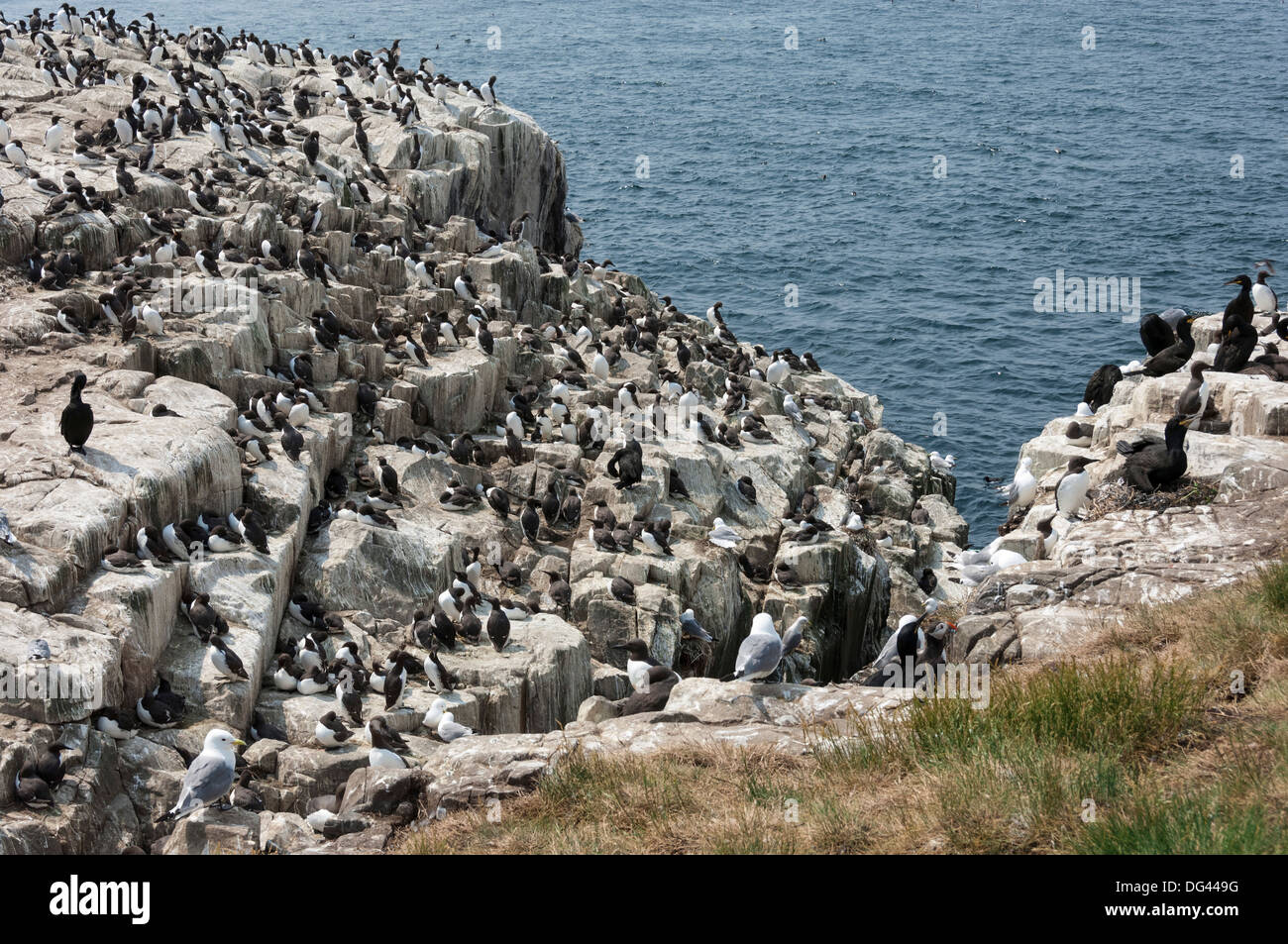 Mouettes, guillemots, cormorans huppés et un macareux moine sur les falaises d'Inner Farne, Iles Farne, Northumberland, England, United Kingdom Banque D'Images