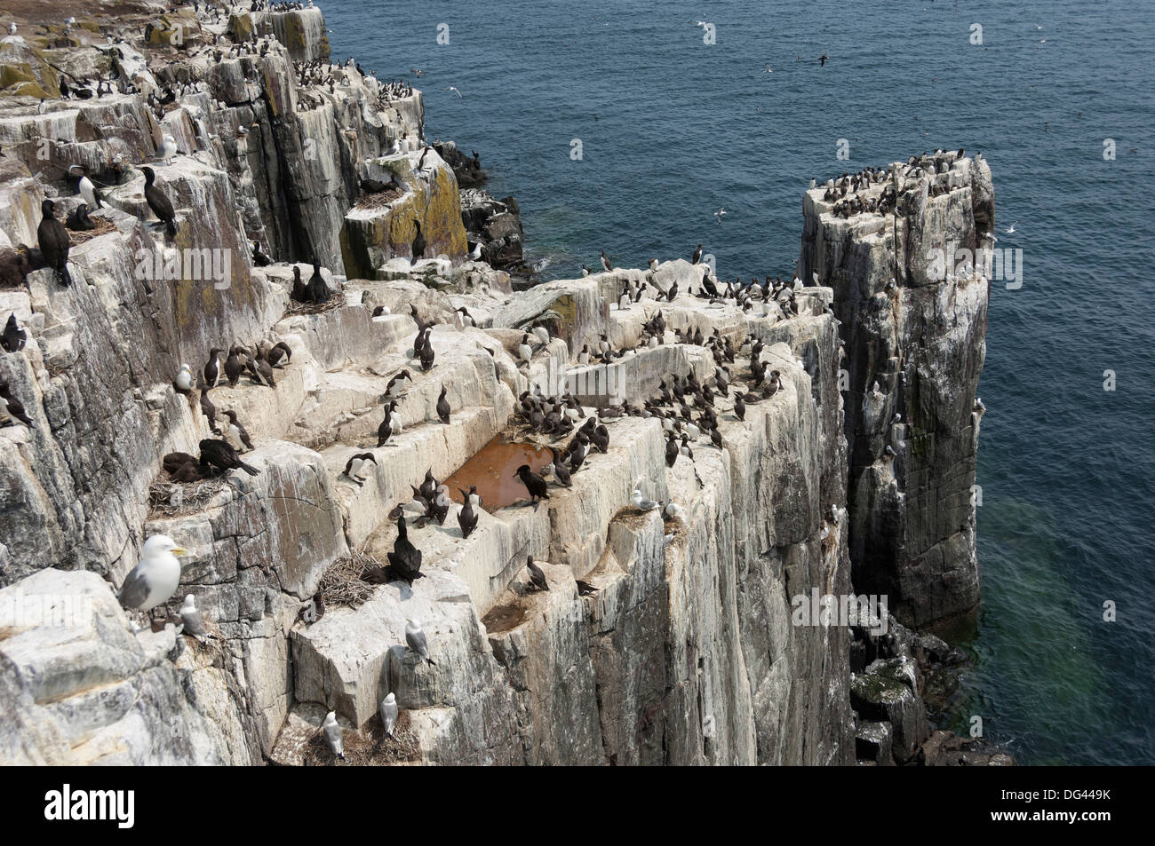 Les guillemots, les mouettes et les cormorans mouchetés sur les falaises de l'île d'agrafage, Iles Farne, Northumberland, Angleterre, Royaume-Uni, Europe Banque D'Images