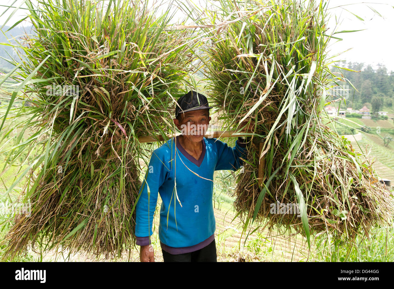 Homme marchant de porter de lourds ballots de paille de riz sur une perche de bambou au centre de Java, district de Surakarta, Java, Indonésie Banque D'Images
