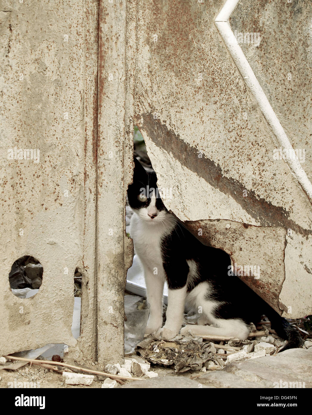 Chat Cache Derriere La Porte Cassee A Grenade L Espagne Photo Stock Alamy