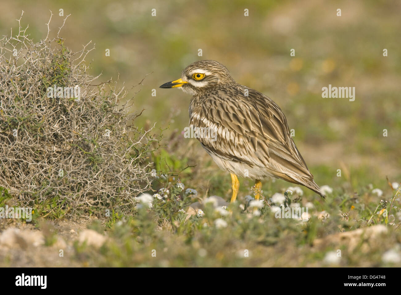 Stone-curlew Burhinus bistriatus Banque D'Images