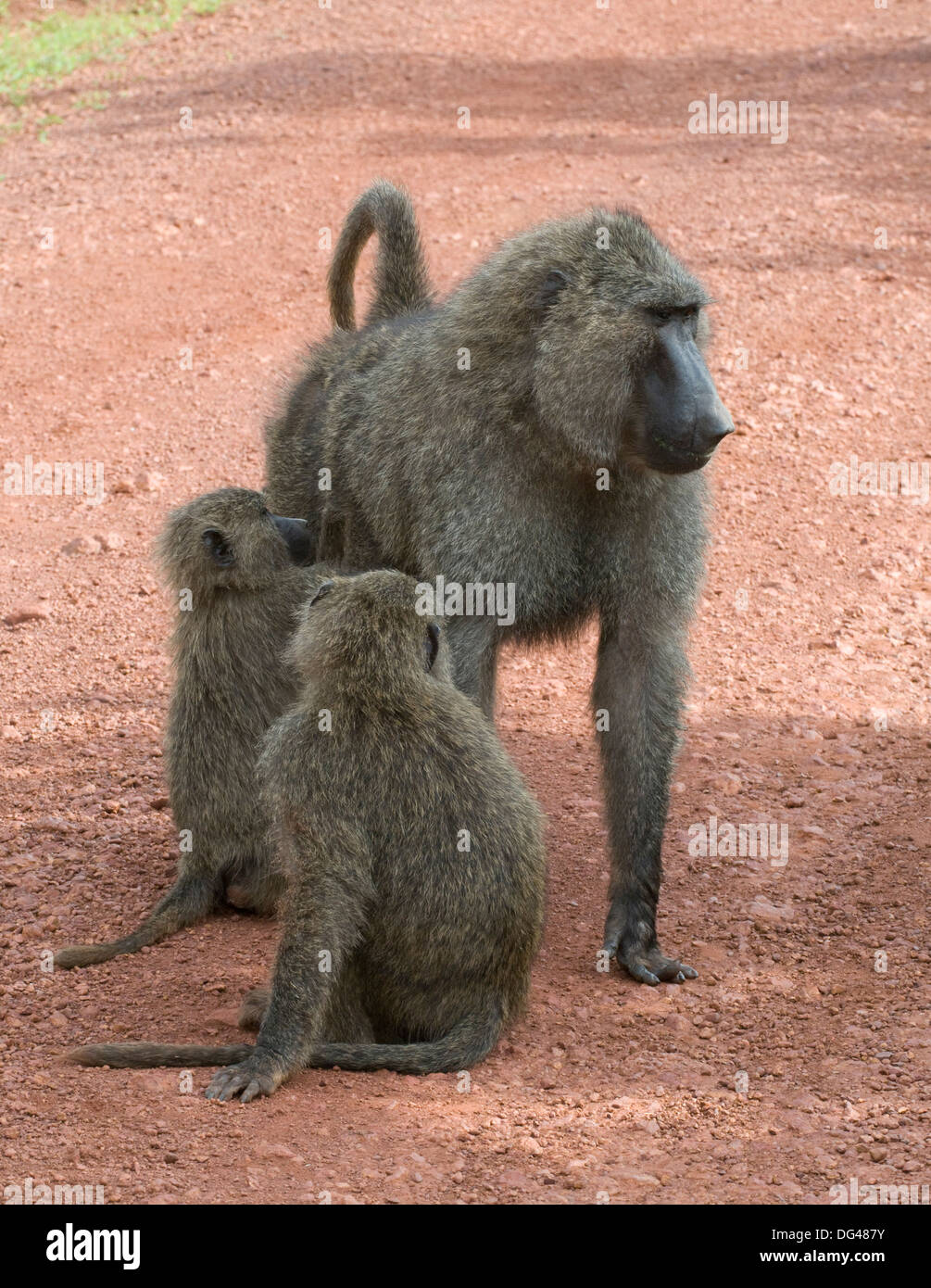 Les jeunes babouins Anubis olive le toilettage le mâle alpha de la troup Papio anubis Cercopithecinae Parc National de l'Akagera Rwanda Afrique du Sud Banque D'Images