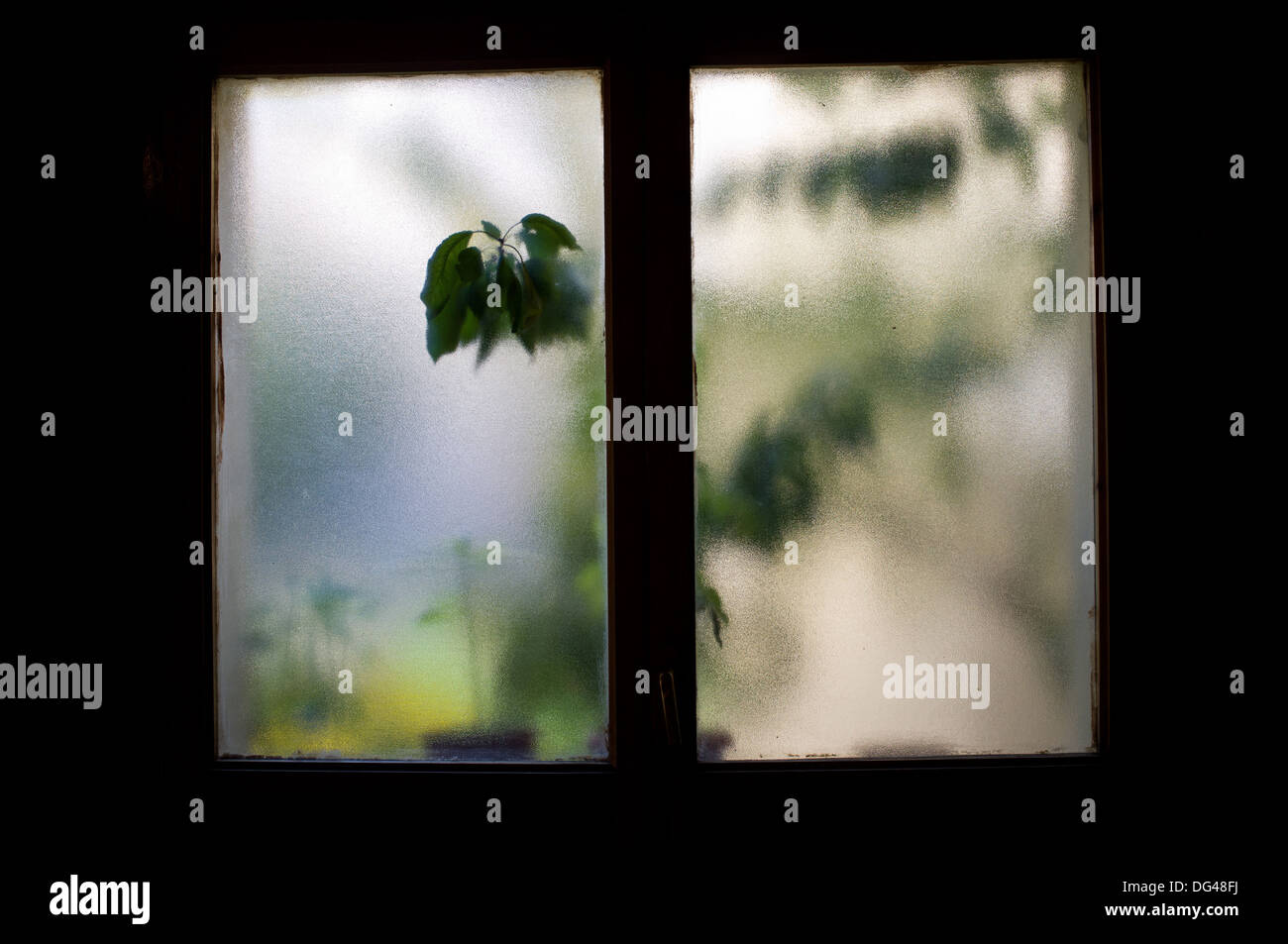 Voir la silhouette d'une plante grâce à un verre translucide Banque D'Images