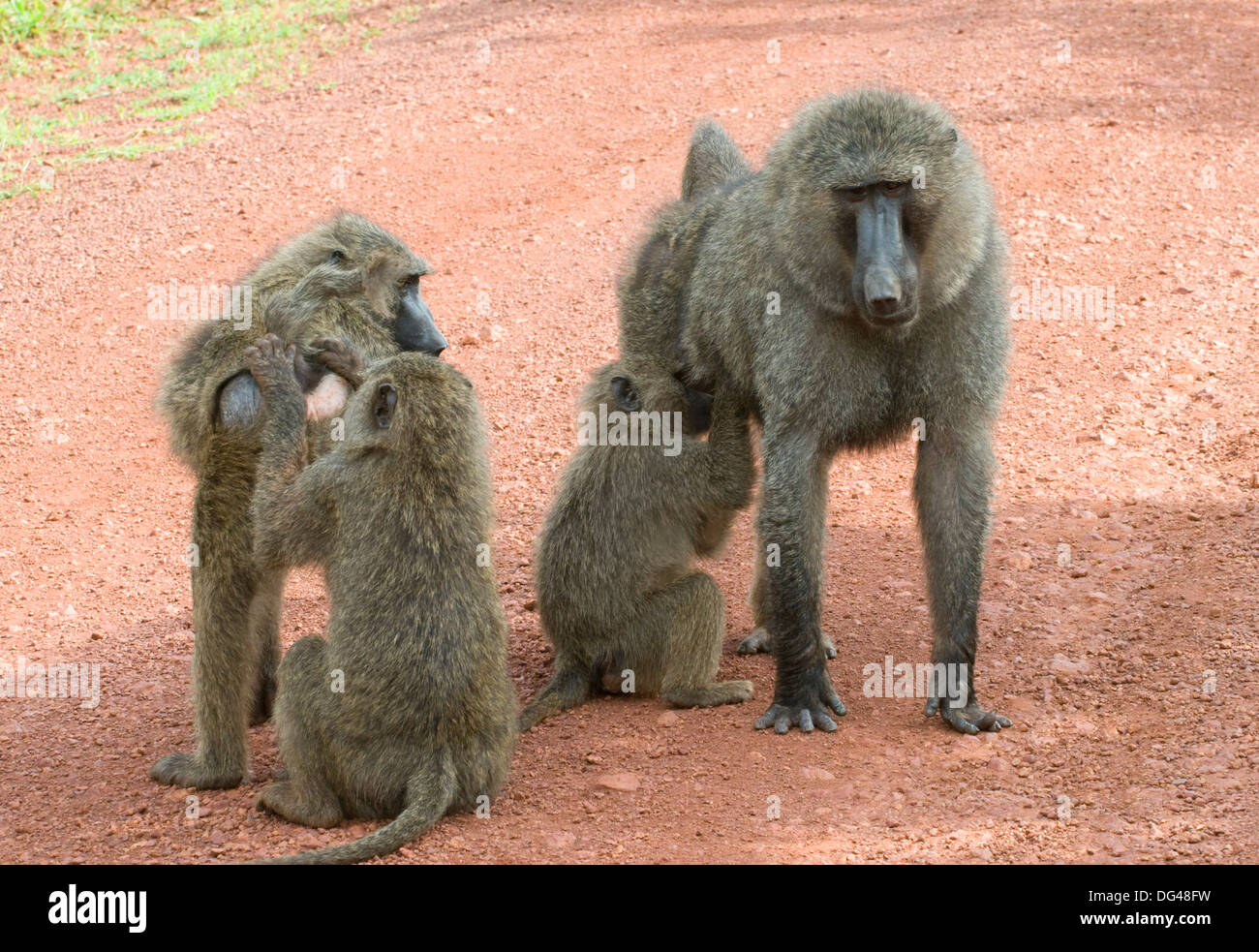 Les jeunes babouins Anubis olive un toilettage mâle alpha & plus juvénile senior Papio anubis Cercopithecinae PARC AKAGERA Rwanda Afrique du Sud Banque D'Images