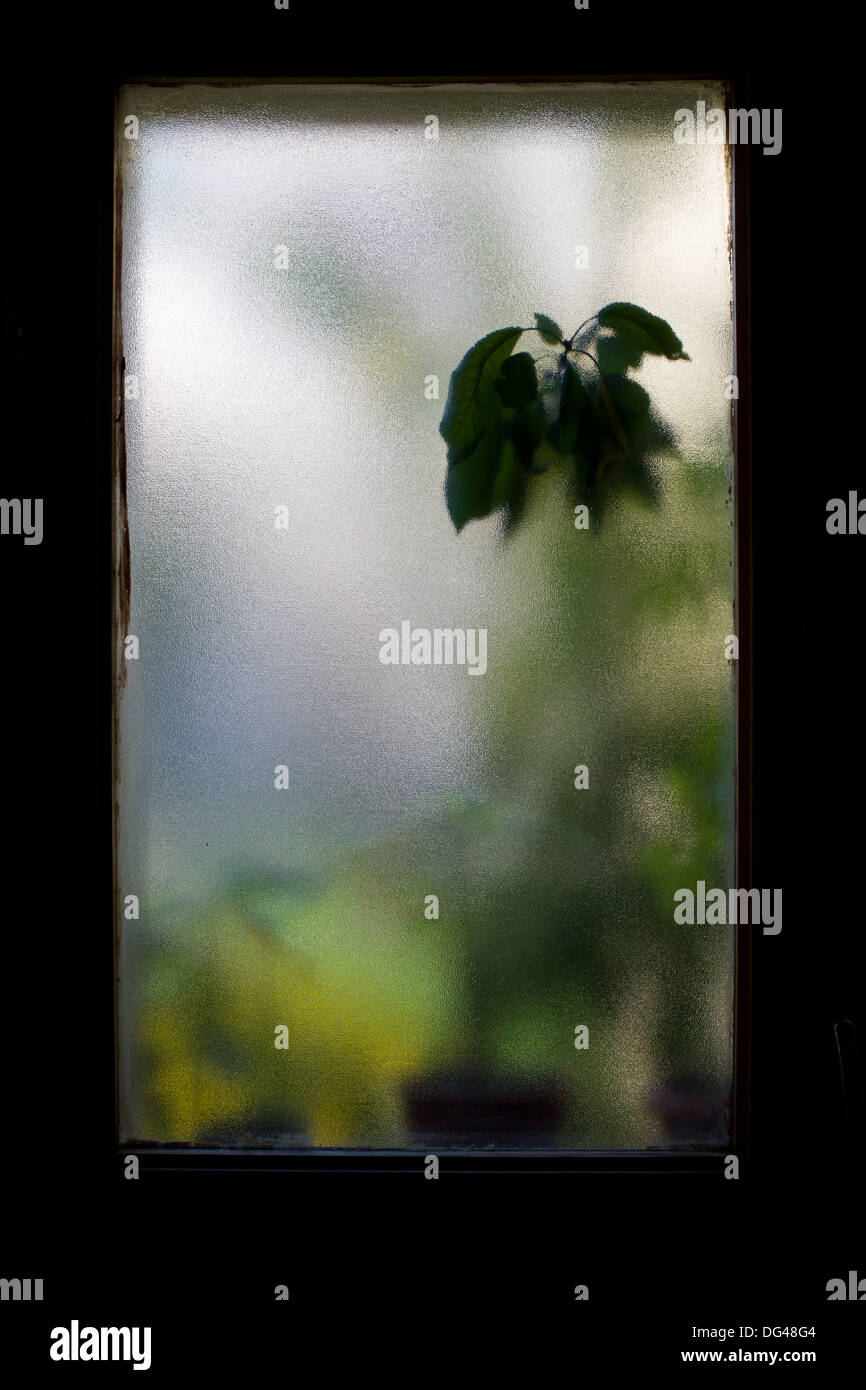 Voir la silhouette d'une plante grâce à un verre translucide Banque D'Images