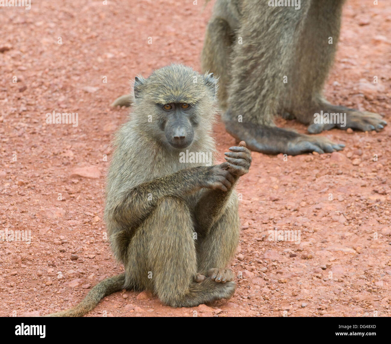 Les jeunes (olive Papio anubis babouin Anubis) Cercopithecinae jeu national de l'Akagera Sud Réserver Rwanda Afrique Centrale Banque D'Images