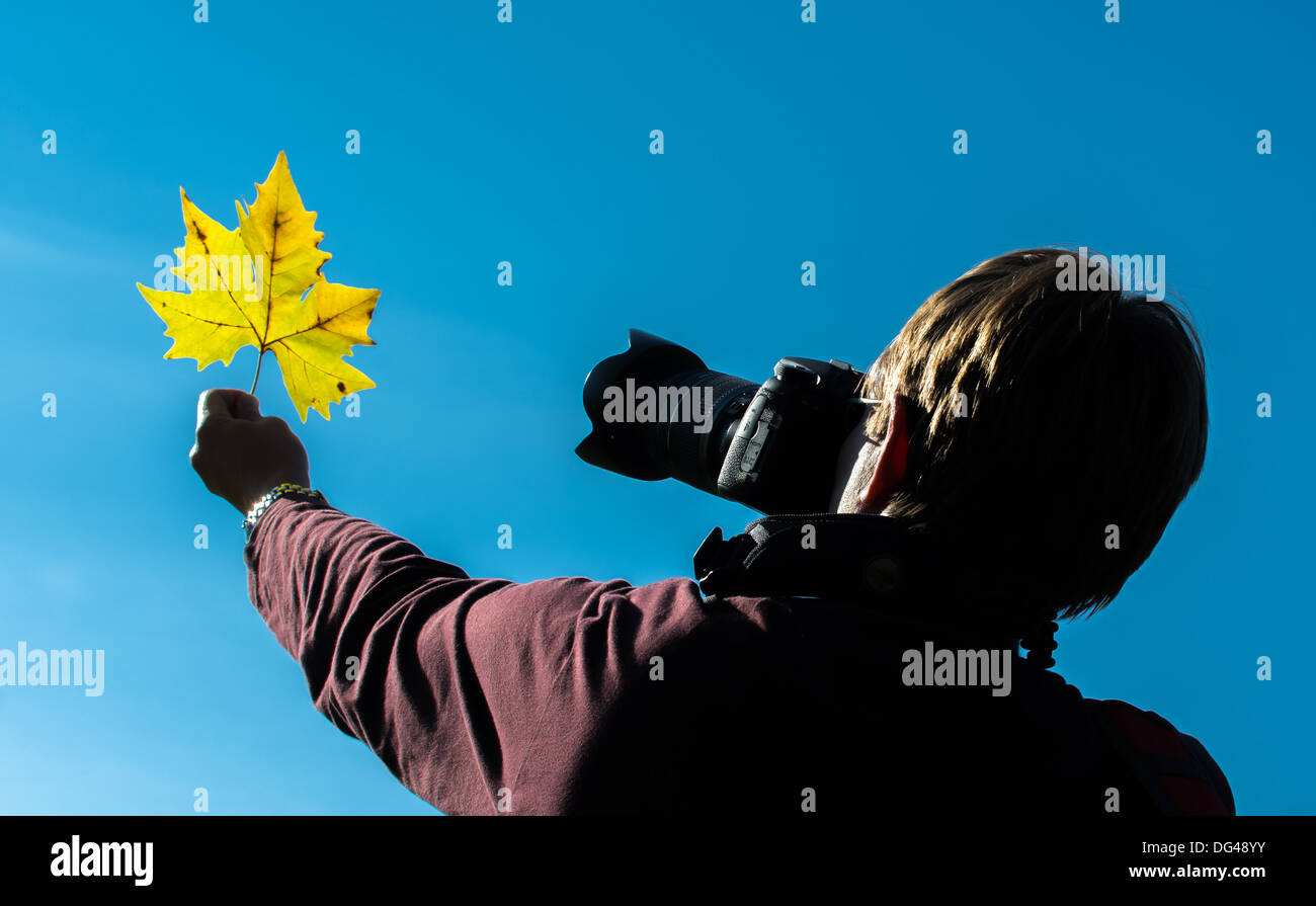 Photographe prend une photo d'une feuille d'érable jaune en automne Banque D'Images