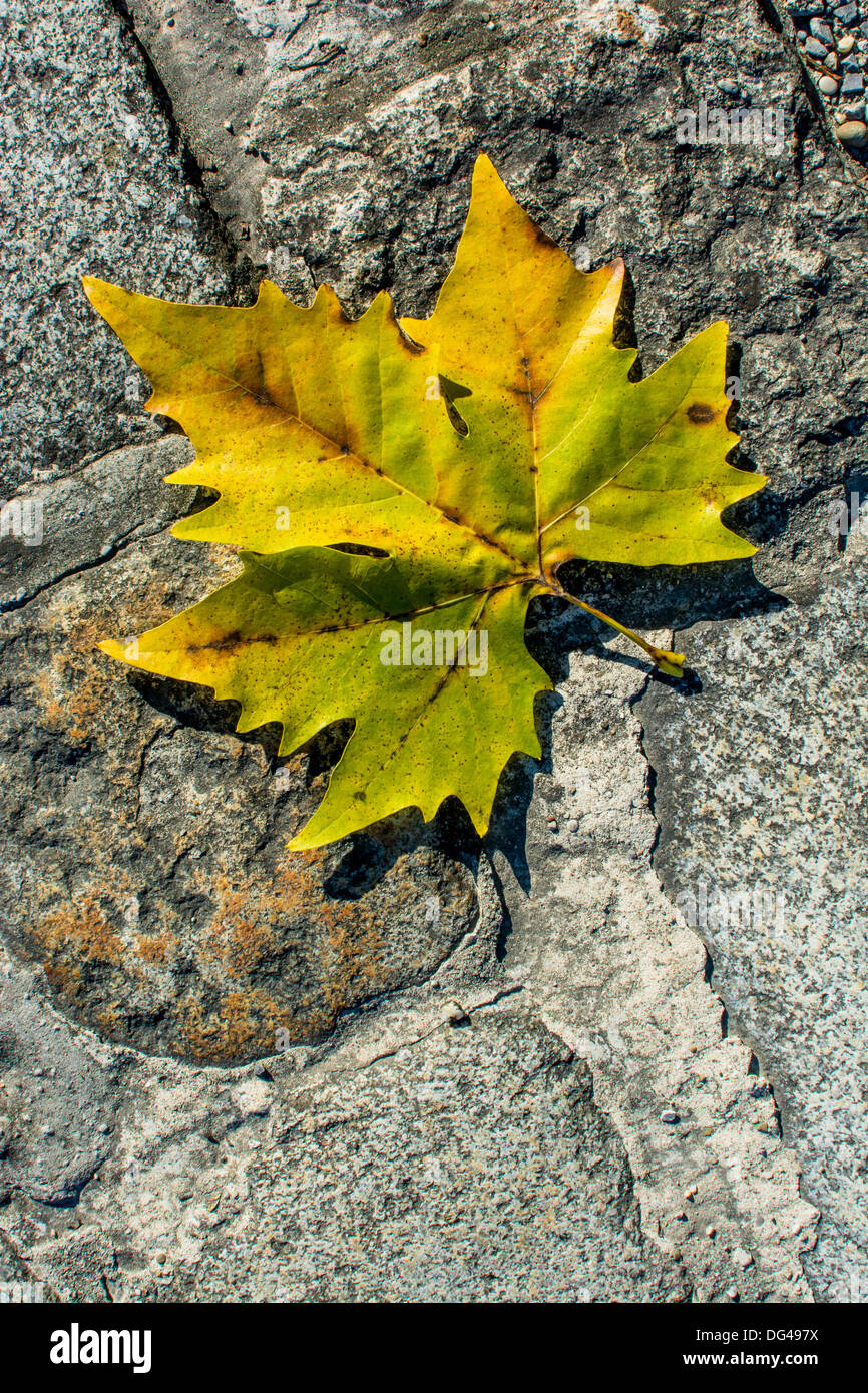 Maple Leaf se trouve sur le sol en automne Banque D'Images