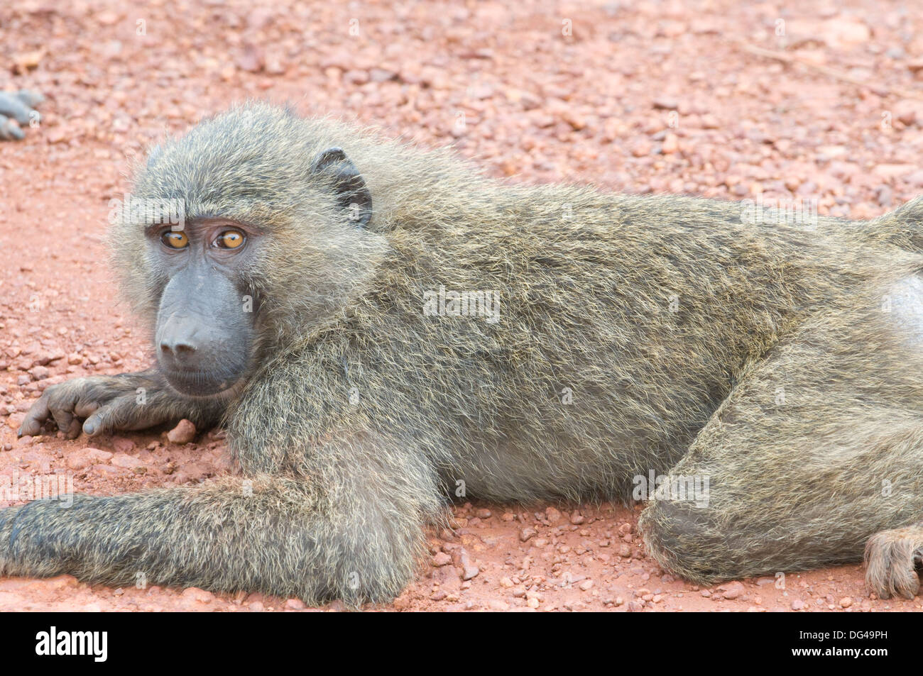 Les jeunes (olive Papio anubis babouin Anubis) Cercopithecinae jeu national de l'Akagera Sud Réserver Rwanda Afrique Centrale Banque D'Images