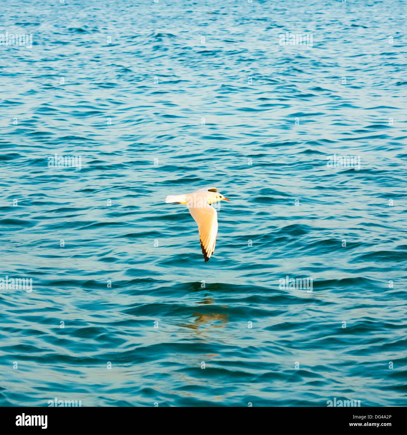 Flying seagull sur fond de l'eau mer océan bleu Banque D'Images