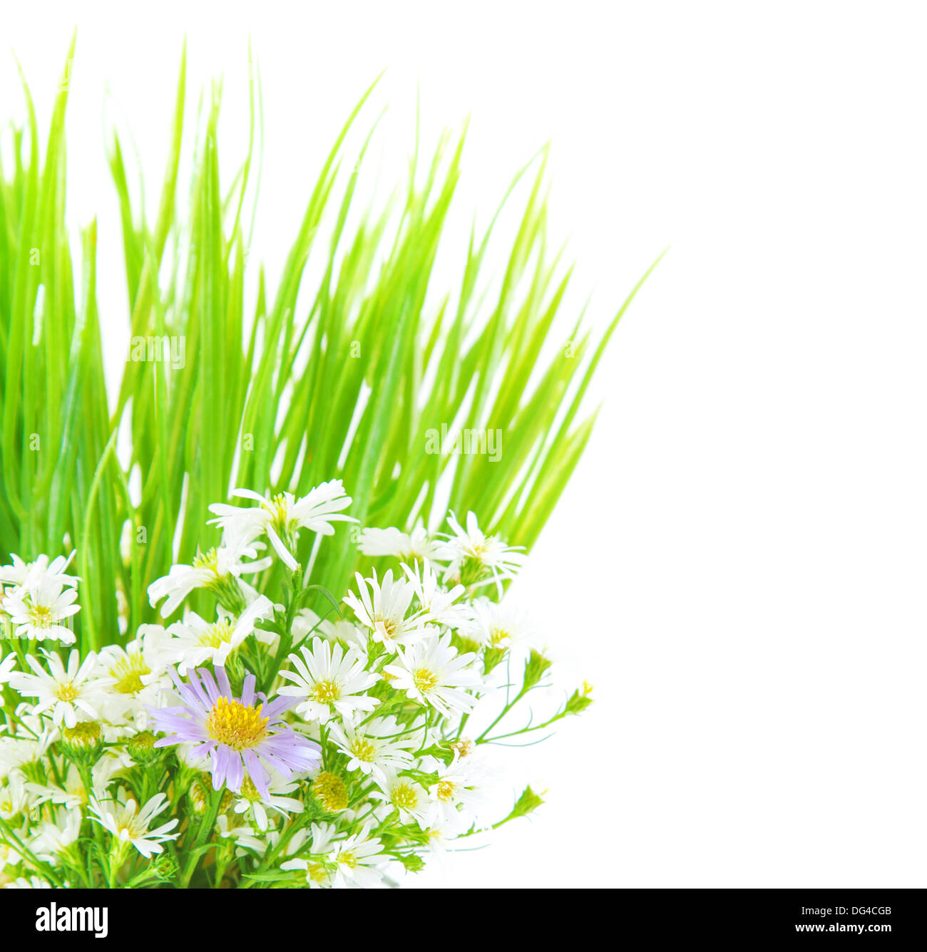 Fleurs daisy frais et vert herbe border isolé sur fond blanc, printemps, saison décor naturel Banque D'Images