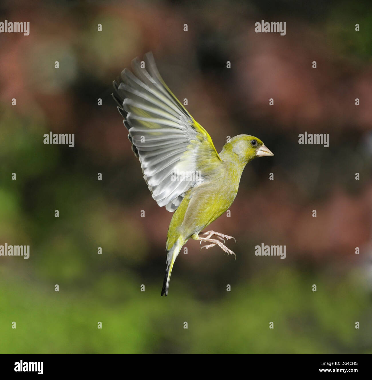 Verdier Carduelis chloris Banque D'Images