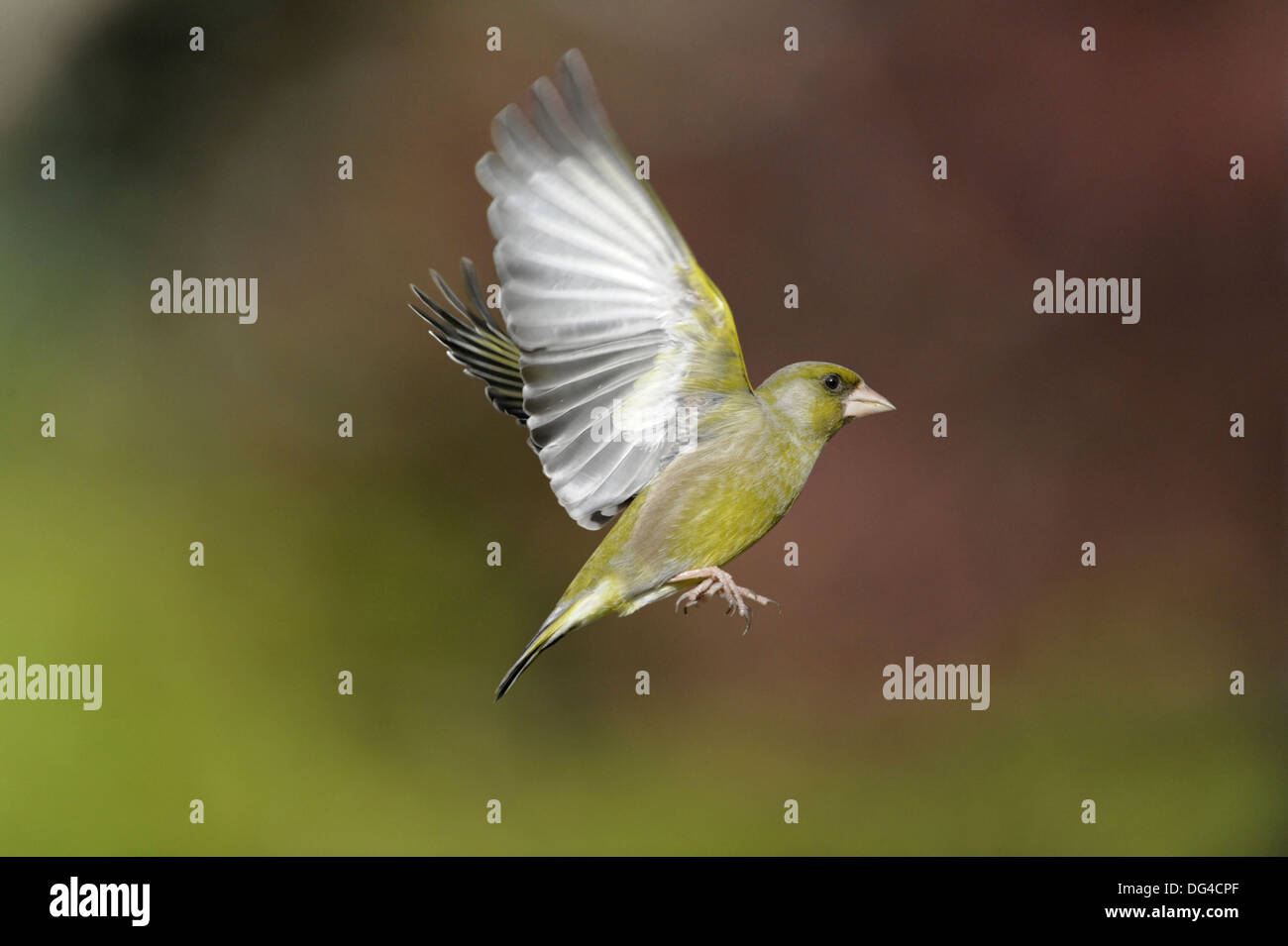 Verdier Carduelis chloris Banque D'Images