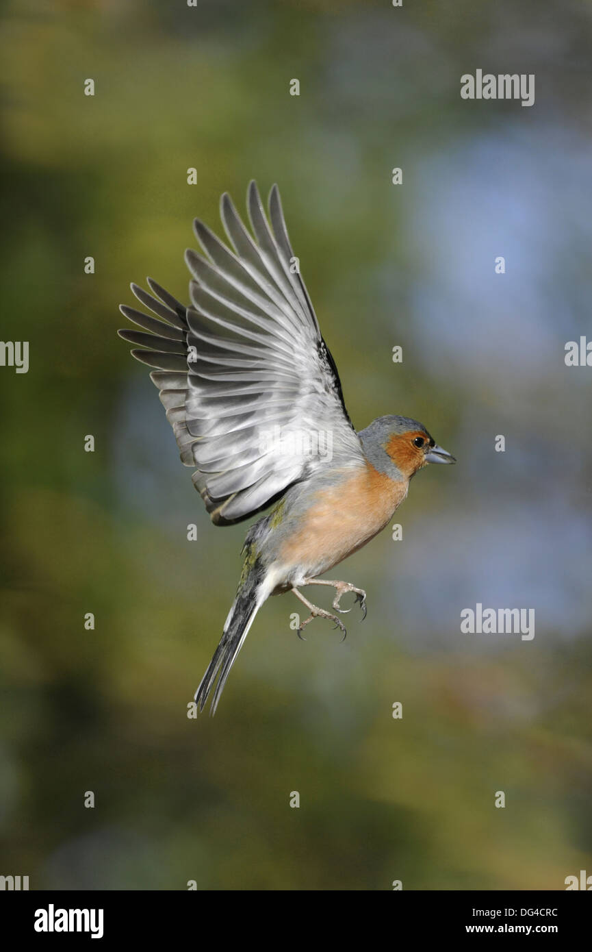 Chaffinch Fringilla coelebs Banque D'Images