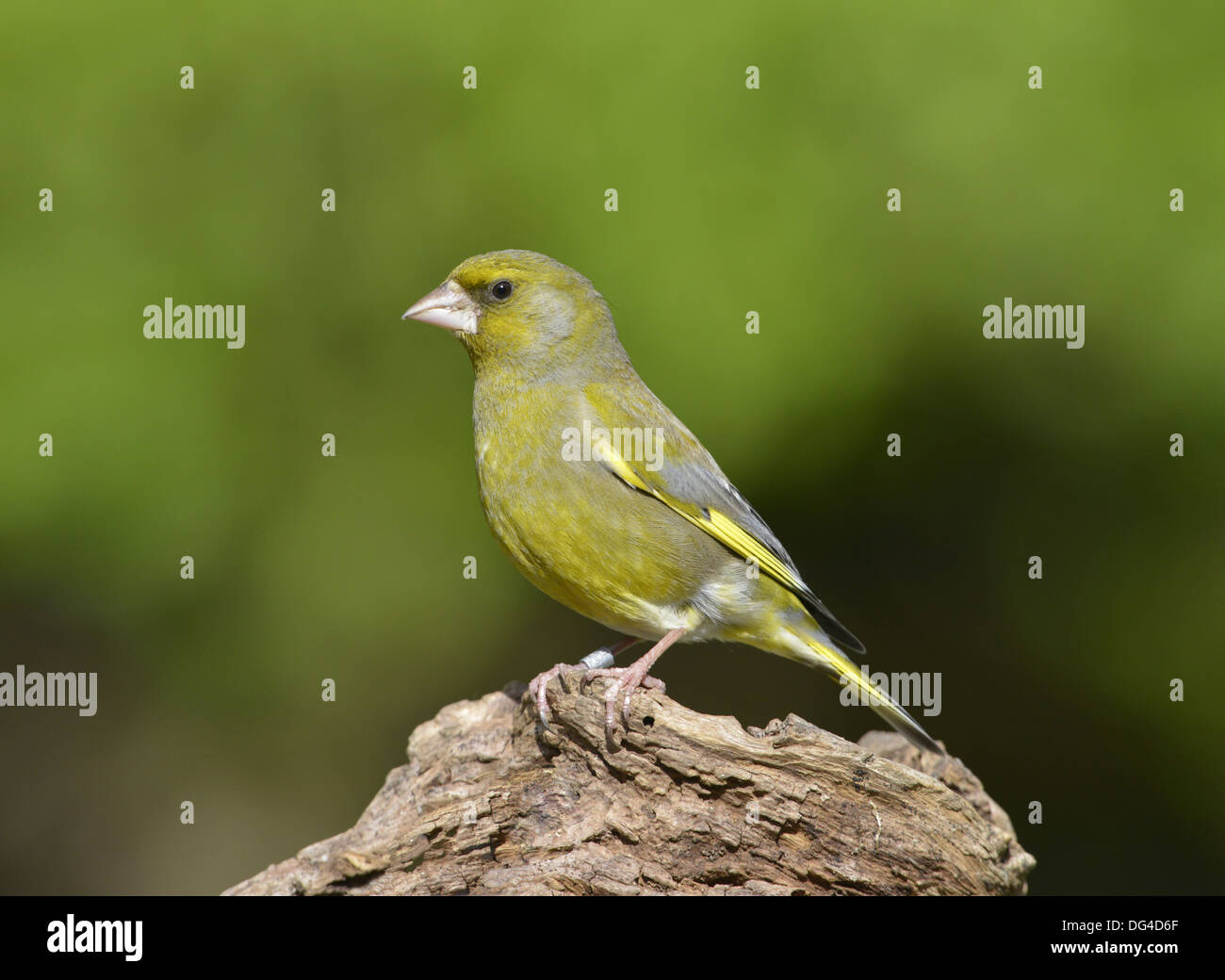 Verdier Carduelis chloris Banque D'Images