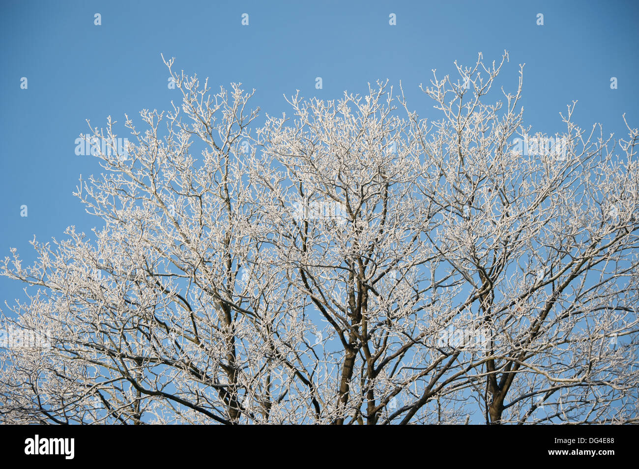 Les branches d'arbre givré laden brindilles froid hiver ciel bleu Banque D'Images
